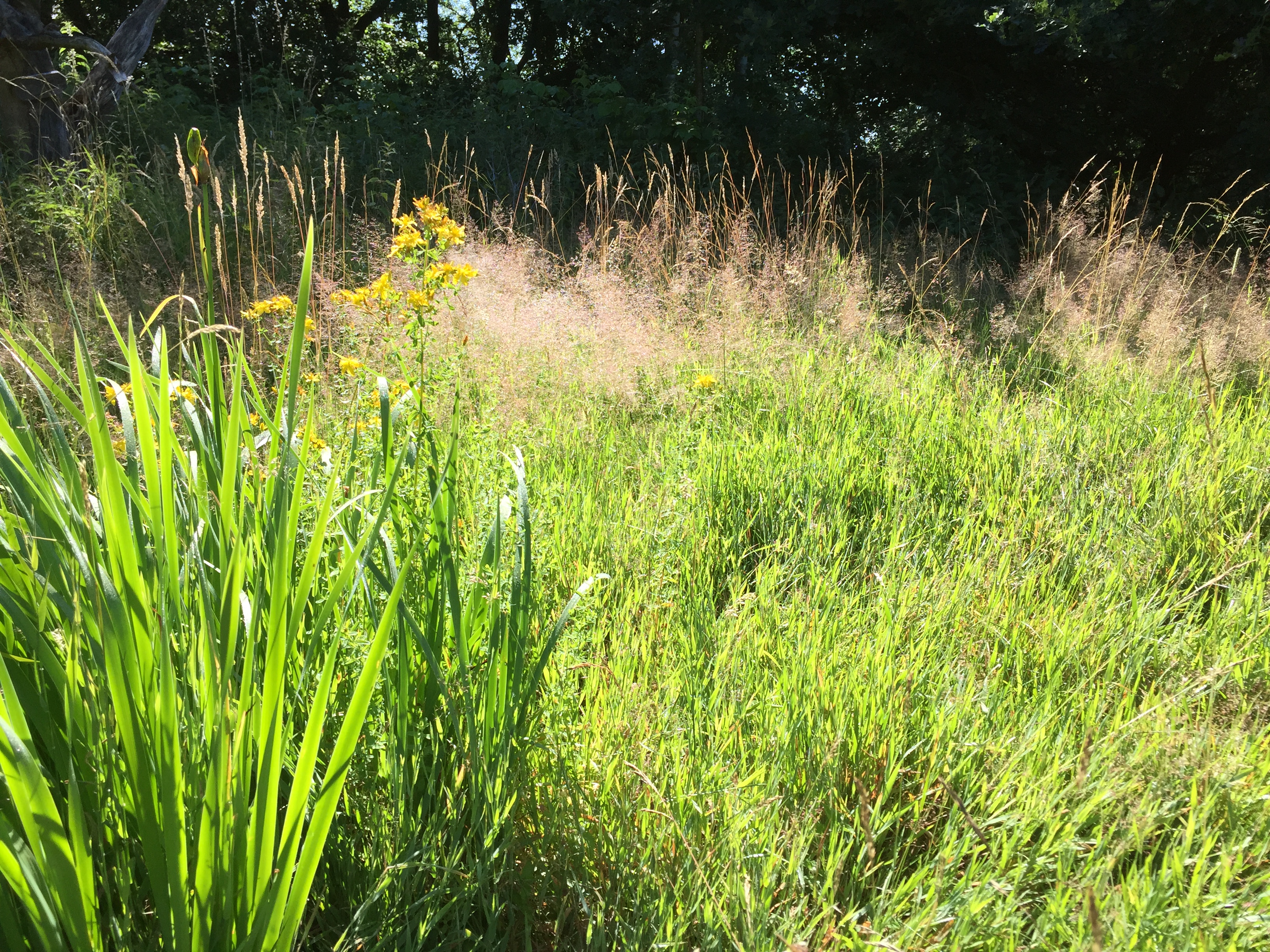 Gras Razier Gräser – GRÜNE Wandsbek