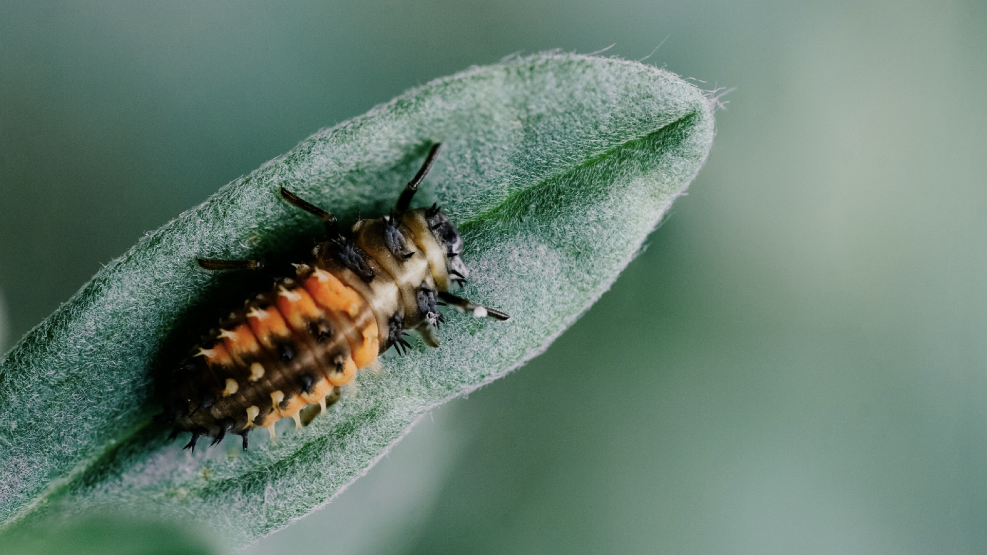 Förderung der Insektenvielfalt in Wandsbek